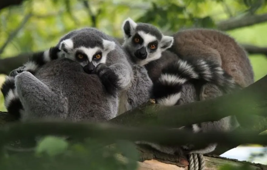 Fotokurs "Allwetter-Zoo" Münster