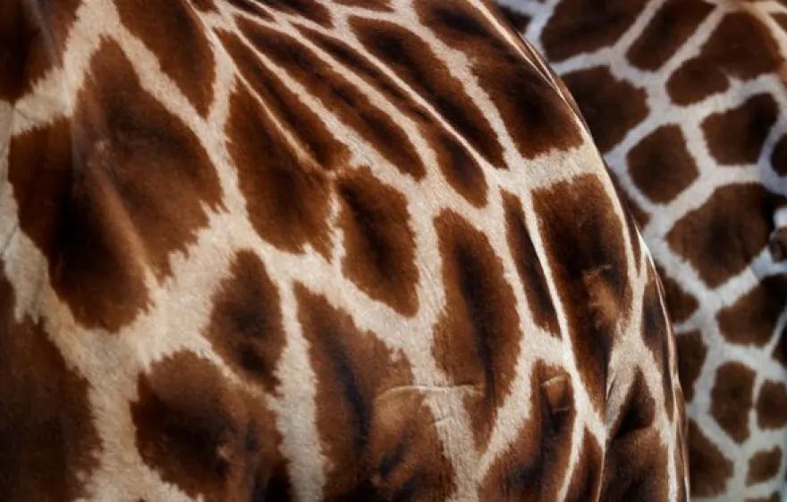 Fotokurs "Erlebnis-Zoo" Hannover