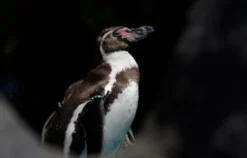 Fotokurs "Zoologischer Garten" Köln