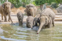 Frühstück & Zoobesuch Leipzig für 2