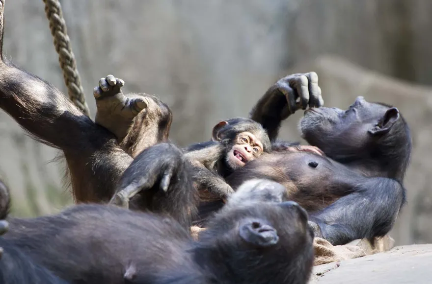 Frühstück & Zoobesuch Leipzig für 2