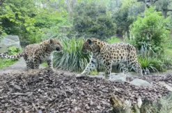 Frühstück & Zoobesuch Leipzig für 2