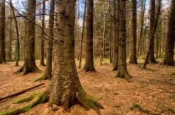 Game of Thrones Filmreise Irland (4 Nächte)