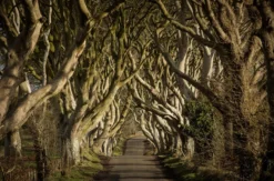 Game of Thrones Filmreise Irland (2 Nächte)