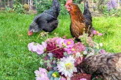 Garten Kurs Bottrop