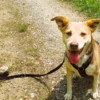 Geführte Wanderungen mit Hund