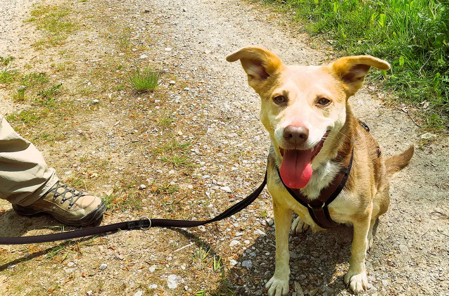 Geführte Wanderungen mit Hund