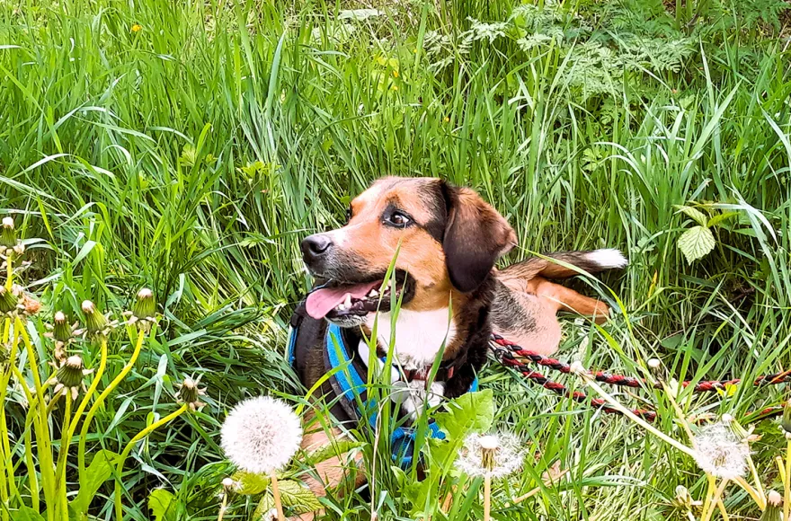 Geführte Wanderungen mit Hund