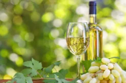 Geführte Weinwanderung Freyburg