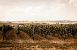 Genussurlaub Rheinhessen für 2 (2 Nächte)