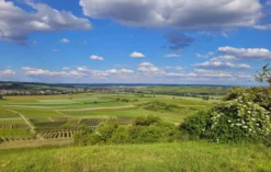 Genusswandern in Rheinhessen Stadecken- Elsheim für 2 (1 Nacht)