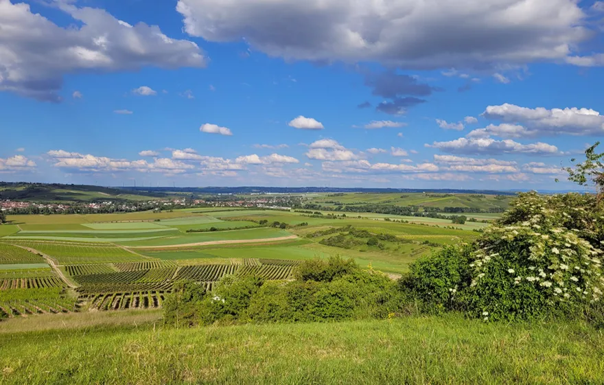 Genusswandern in Rheinhessen Stadecken- Elsheim für 2 (1 Nacht)