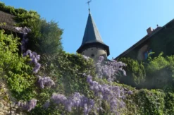 Gin selber machen in Schlüchtern-Elm