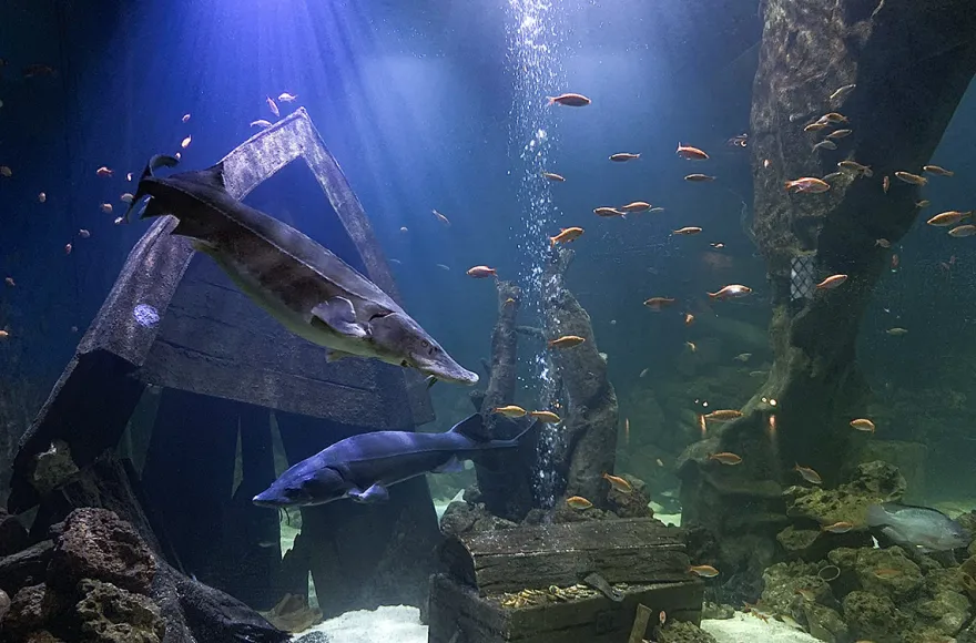 Gourmet-Menü im Unterwasser-Restaurant in Neuwied für 2