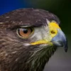 Greifvogelwanderung Voerde