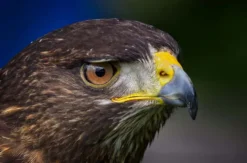 Greifvogelwanderung Voerde