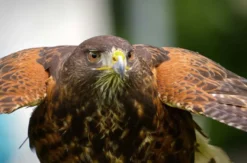 Greifvogelwanderung Voerde