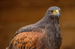 Greifvogelwanderung Voerde