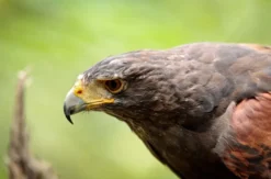 Greifvogelwanderung Voerde