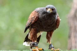 Greifvogelwanderung Voerde