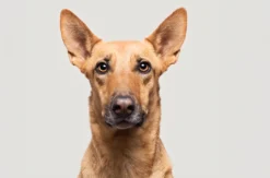 Haustier Fotoshooting Düsseldorf