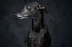 Haustier Fotoshooting Düsseldorf