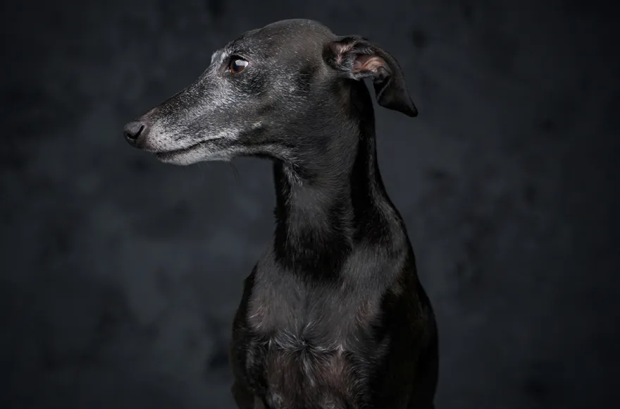 Haustier Fotoshooting Düsseldorf