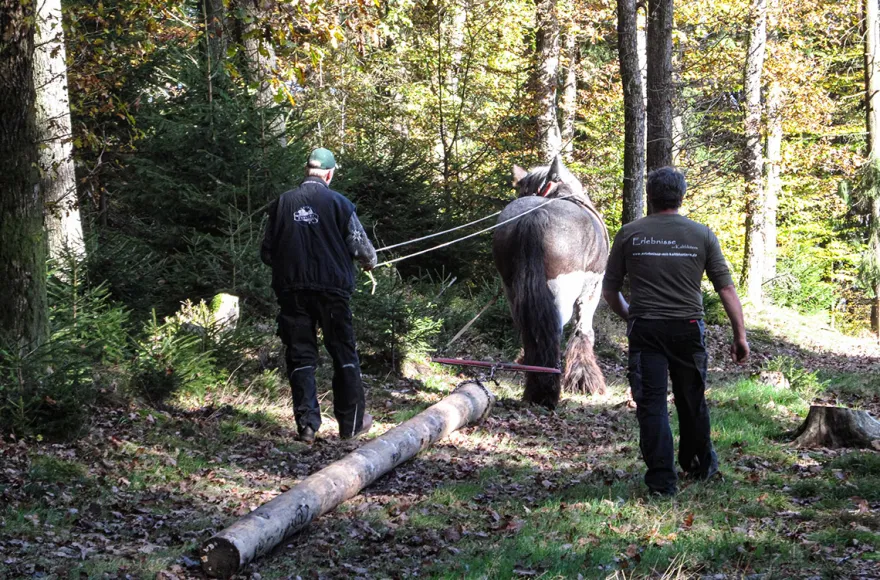 Holzrücken mit Pferden Windeck