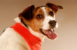 Hunde-Fotoshooting