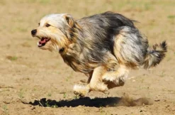 Hunde-Fotoshooting