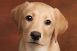 Hunde-Fotoshooting