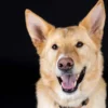 Hunde Fotoshooting Augsburg