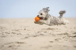 Hundeshooting Sankt Peter-Ording