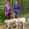 Husky-Dogscooter Thanstein (2 Std.)