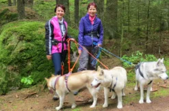 Husky-Dogscooter Thanstein (2 Std.)