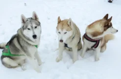 Husky-Dogscooter Thanstein (2 Std.)