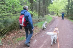 Husky-Dogscooter Thanstein (2 Std.)