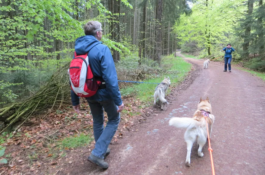 Husky-Dogscooter Thanstein (2 Std.)