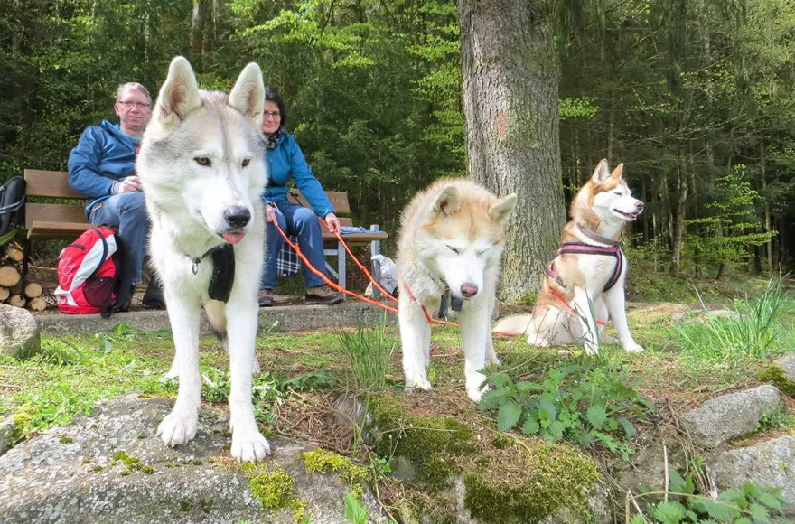 Husky-Dogscooter Thanstein (2 Std.)