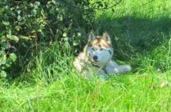 Husky-Dogscooter Thanstein (2 Std.)