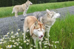 Husky-Dogscooter Thanstein (2 Std.)