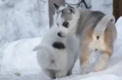 Husky Erlebnistag