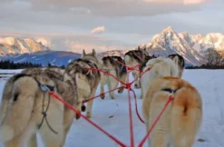 Husky Erlebnistag