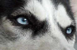 Husky Erlebnistag