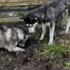 Husky Erlebnistag Neureut-Karlsruhe