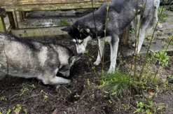 Husky Erlebnistag Neureut-Karlsruhe