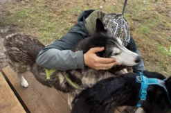 Husky Erlebnistag Neureut-Karlsruhe