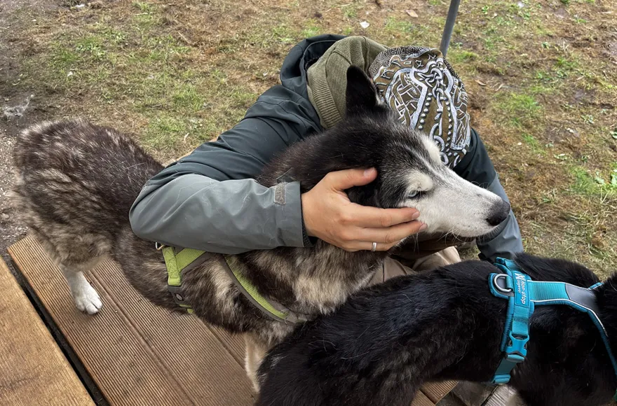 Husky Erlebnistag Neureut-Karlsruhe