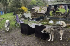 Husky Erlebnistag Neureut-Karlsruhe
