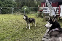 Husky Erlebnistag Neureut-Karlsruhe